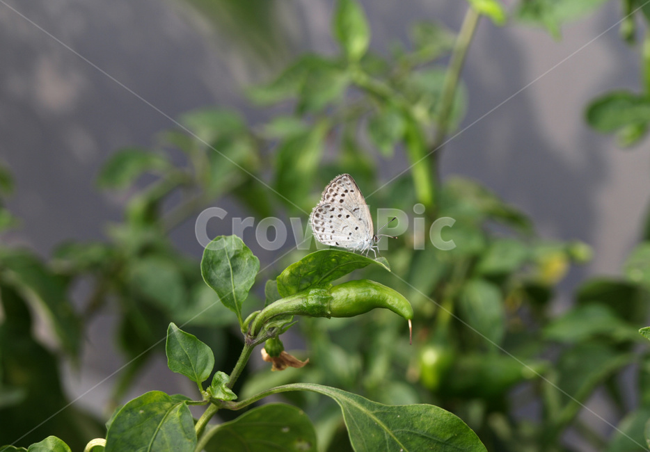식물,잎,고추,나비,곤충,beautiful,beauty,butterfly,closeup,color,colorful,environment,fly,garden,green,insect,leaf,macro,natural,nature,outdoor,plant,wild,wildlife,wing,자연,야외,야생