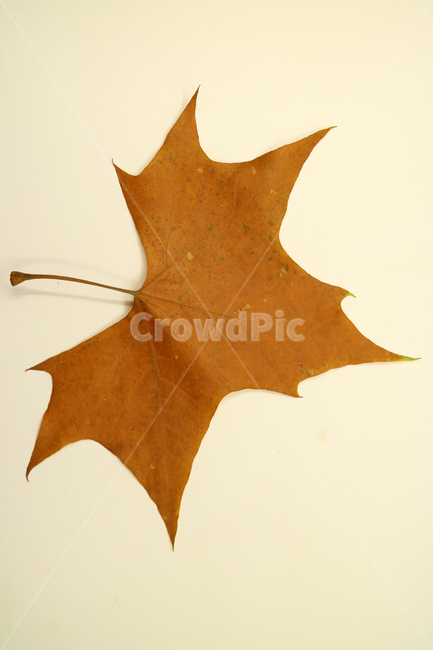 낙엽,가을,나뭇잎,잎,잎사귀,오브젝트,누끼,계절,식물,자연,낙엽잎,fallenleaves,deadleaves,가을낙엽,가을,계절,fall,autumn,season,leaf,plant,tree,나무