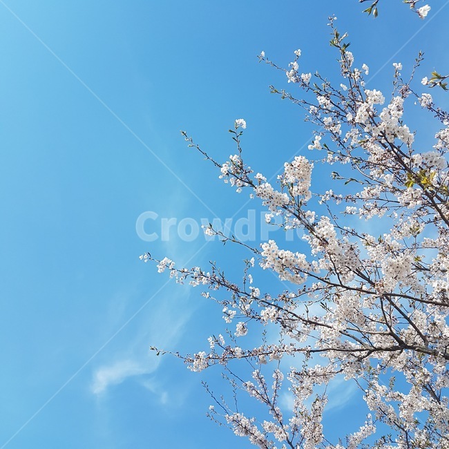 봄,봄바람,벚꽃,나무,하늘,spring,sakura,tree,자연,풍경,경치,sky,plant,식물,nature