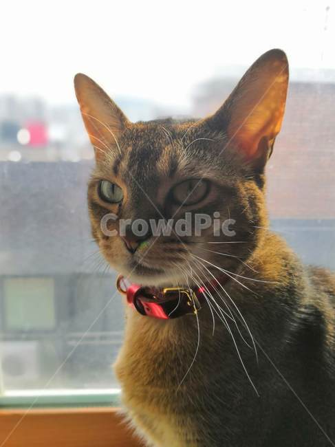 Abyssinian,cat portrait,cat front,cat,animal