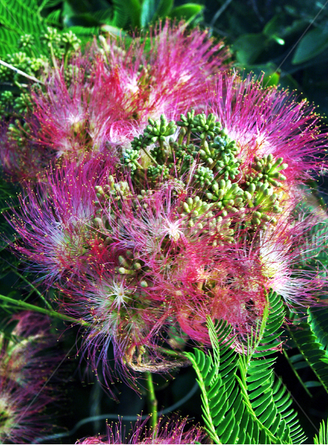 자귀나무꽃,식물,꽃,자귀나뭇속,보라색,암수한꽃,원뿌리,식물,자연,plants,nature,꽃,flower