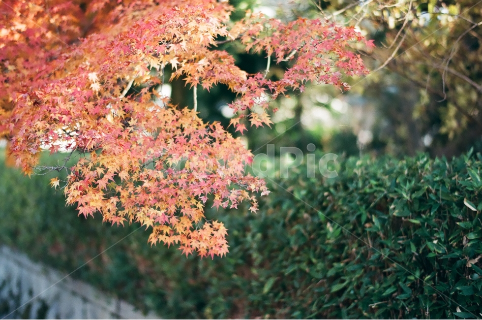 가을,단풍,나뭇잎,붉은잎,초록,가을,계절,fall,autumn,season,식물,자연,plants,nature,감성,sensible,feeling,leaf,잎,plant,tree,나무,maple
