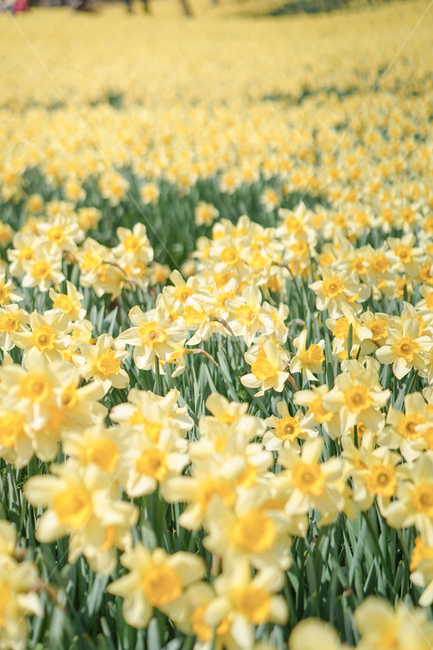 노란,옐로우,노랑색,수선화,꽃,봄꽃,노란물결,narcissus,봄,계절,spring,season,plant,식물,flower,blossom