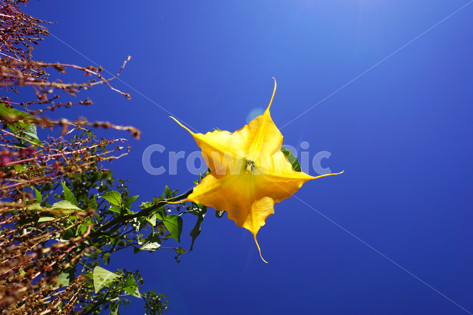 호박꽃,꽃,노란꽃,하늘,파란,식물,자연,plants,nature,꽃,flower