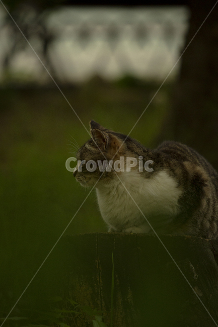 길고양이,고양이,야생,동물,옆모습,자연,나무,cat,straycat,animal,야생동물,wildlife,동물,animal,포유류,mammal,고양이,cat,kitten,kitty