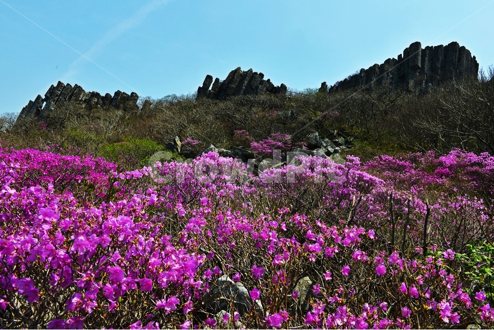 광주,무등산,무등산봄,봄,계절,서석대,입석대,주상절리대,철쭉,철쭉꽃,군락,철뚝군락,경치,경관,풍경,plant,식물,blossom,flower,꽃,outdoors,옥외,purple,보라색,nature,자연