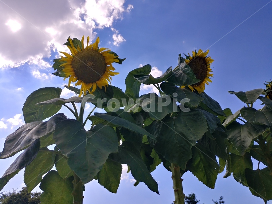 해바라기,하늘,구름,햇살,가을,식물,자연,plants,nature,꽃,flower