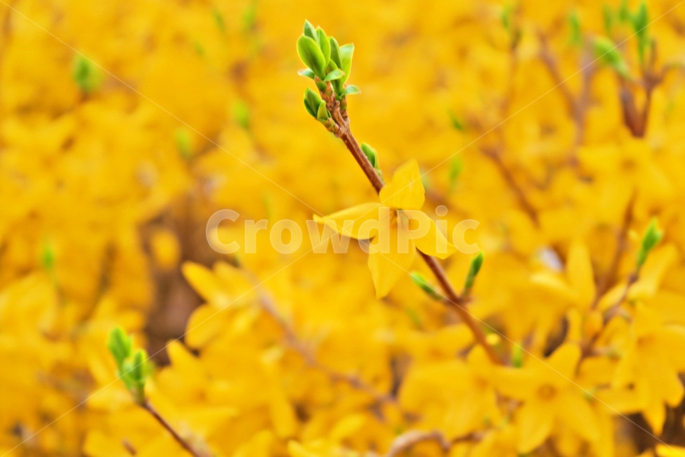 개나리,봄꽃,꽃,봄,공원,봄나들이,꽃놀이,꽃구경,꽃길,노란꽃,노란색,yellow,flower