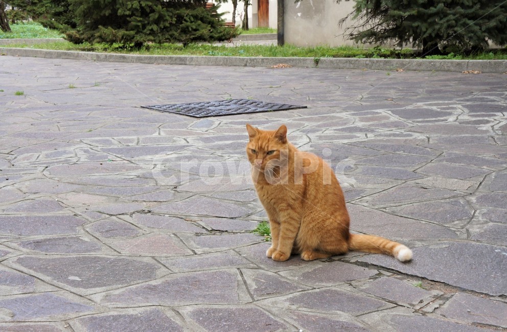 고양이,길고양이,집사,cat,animal,동물,animal,포유류,mammal,고양이,cat,kitten,kitty