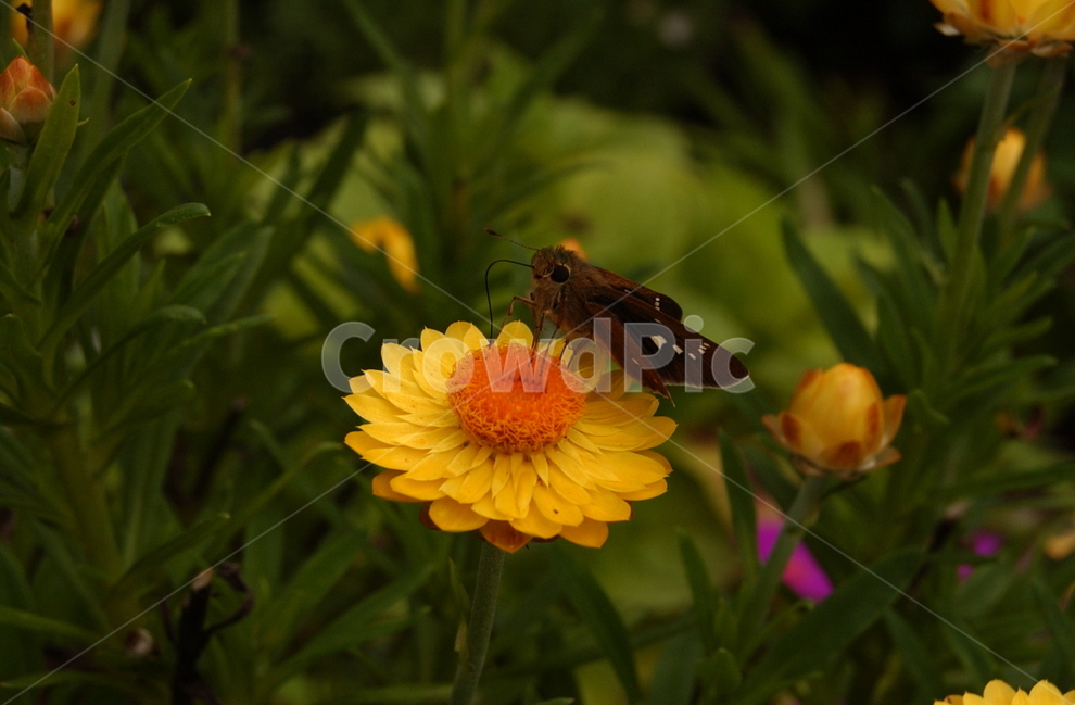 꽃,꿀먹음,곤충,물아일체,하나됨,나비,나방,꿀,butterfly,flower,flesh,honey,수목원,green,yellow