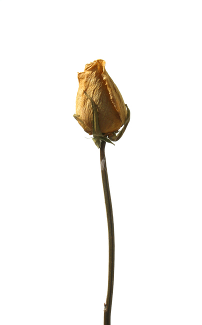 꽃,장미,로즈,장미꽃,플라워,드라이,드라이플라워,말린,말려놓은,마른,노란색,노랑,옐로우,말린장미,식물,자연,flower,dry,dried,dryflower,yellow,green,rose,줄기,dryrose,plant,nature,꽃봉우리,봉우리,흰배경,꽃,flower,누끼,remove background