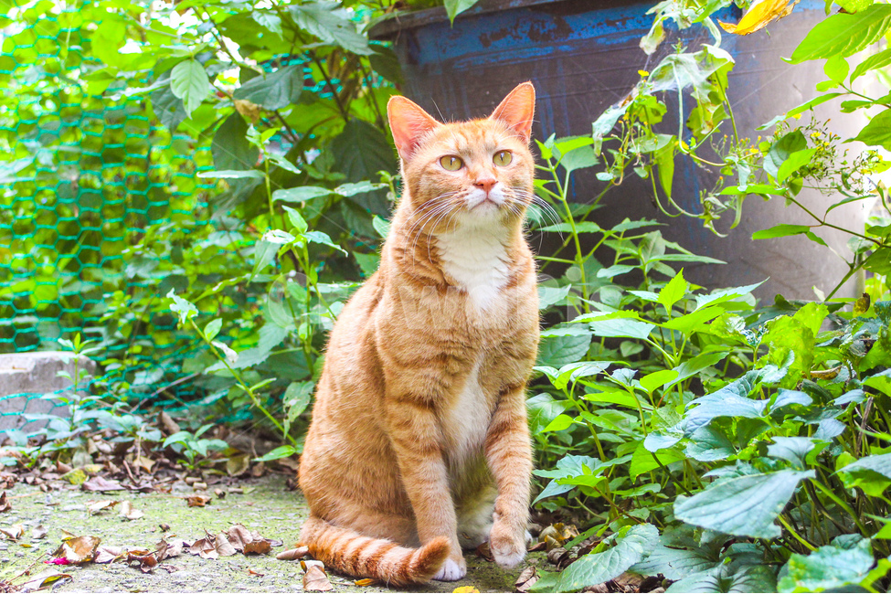 고양이,cat,동물,animal,길고양이,감성사진,감성,동물사진,숲,풀,자연,grass,nature,자세,pose,동물,animal,포유류,mammal,고양이,cat,kitten,kitty