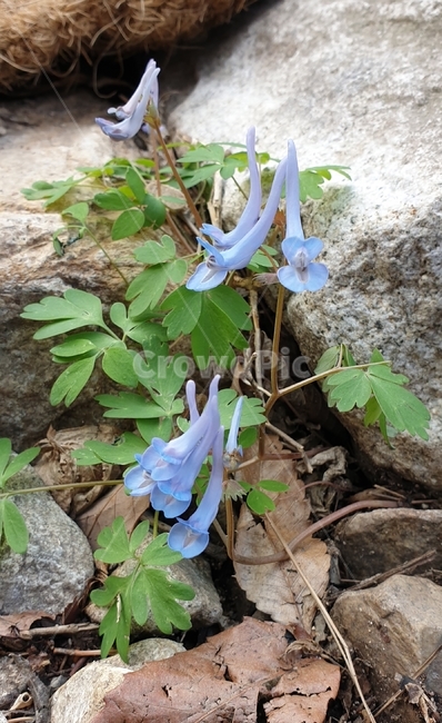 현호색,현호색꽃,들꽃,꽃,플라워,flower,dicentra,식물,plants,nature,야생화,봄,계절,spring,season,자연,봄꽃,백그라운드,가지,배경화면,감성,숲,생화,바탕화면,꽃잎