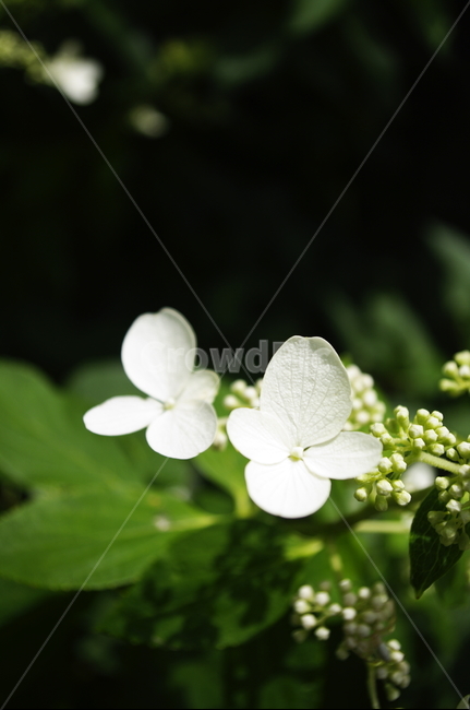꽃,flower,식물,plant,자연,nature
