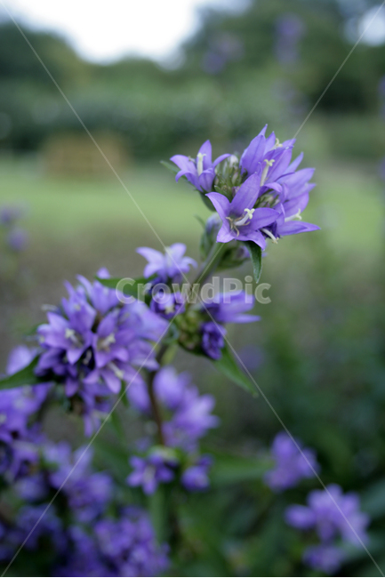 자주꽃방망이,식물,flower,plants,nature,꽃,꽃봉오리,식물,자연,plants,nature,꽃,flower
