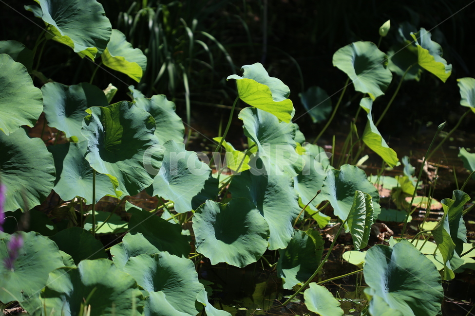 연꽃,연잎,풍경,연못,꽃,자연,수목원,여름,초록,식물,자연,plants,nature