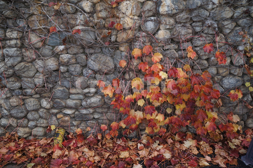 담쟁이넝쿨,담쟁이덩굴,덩굴식물,가을,단풍,담벼락,식물,만추,autumn,fall,넌출성식물,기어오르다,아이비,ivy,가을,계절,fall,autumn,season,wall,벽,plant,leaf,잎,stone wall,돌담