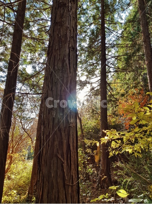 풍경,자연,숲속,렌즈플레어,나무,자연,풍경,nature,landscape,tree,plant,식물
