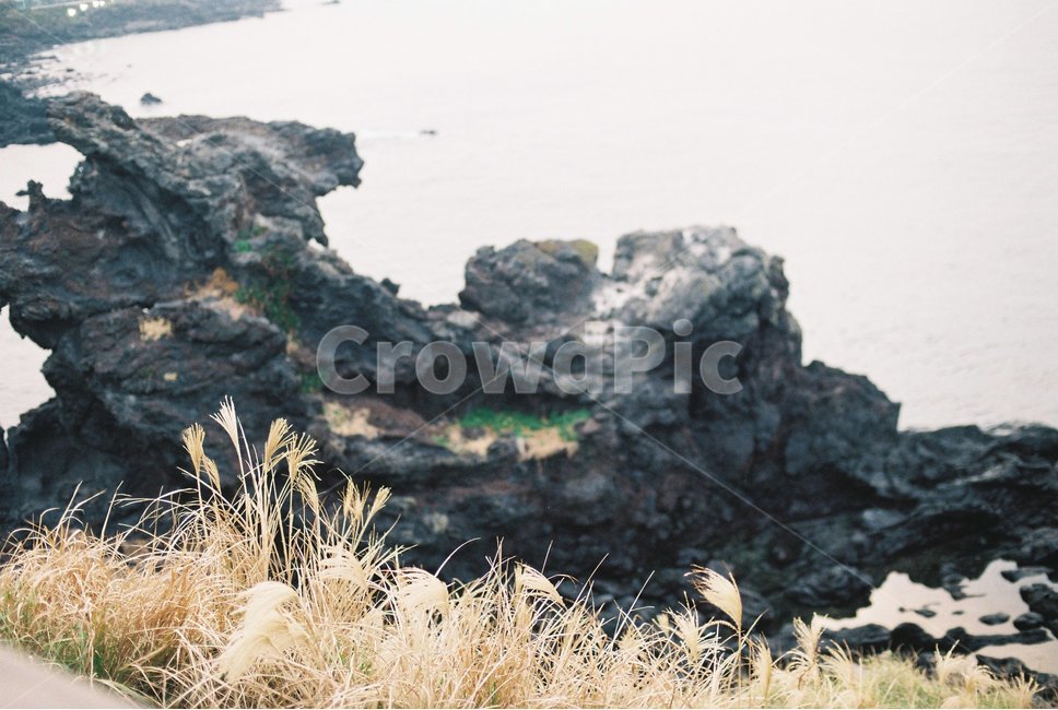 제주도,애월해변,해변,바다,풍경,배경,필름사진,필름카메라,film,filmpic,filmcamera,jejuisland,하늘,잔잔함,감성사진,갈대,바람,제주도,jeju,jeju island,plant,식물,grass,잔디