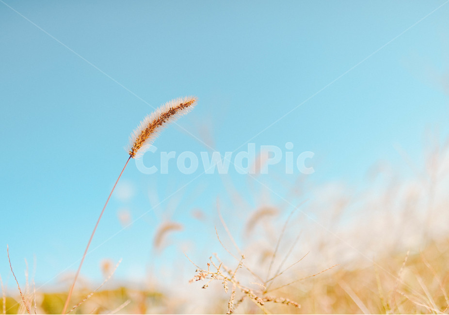 식물,강아지풀,봄,spring,flower,식물,자연,plants,nature,감성,sensible,feeling
