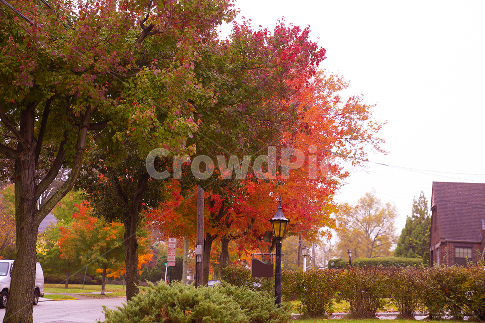 tree,나무,plant,식물,maple,단풍,가을,풍경,가을색깔,단풍풍경,아름다운단풍,가을,계절,fall,autumn,season