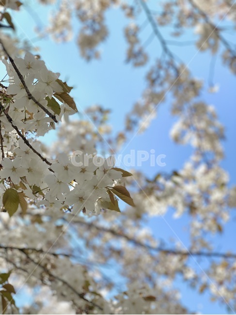 식물,blossom,꽃,flower,벚꽃,plant,cherryblossom,sky,blue,white