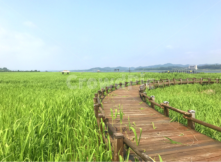 하늘,초원,갈대,다리,자연,자연,풍경,nature,landscape,outdoors,옥외