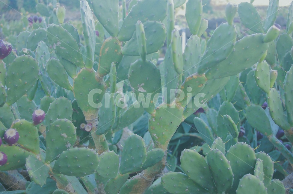 선인장,cactus,선인장군락지,부채선인장,식물
