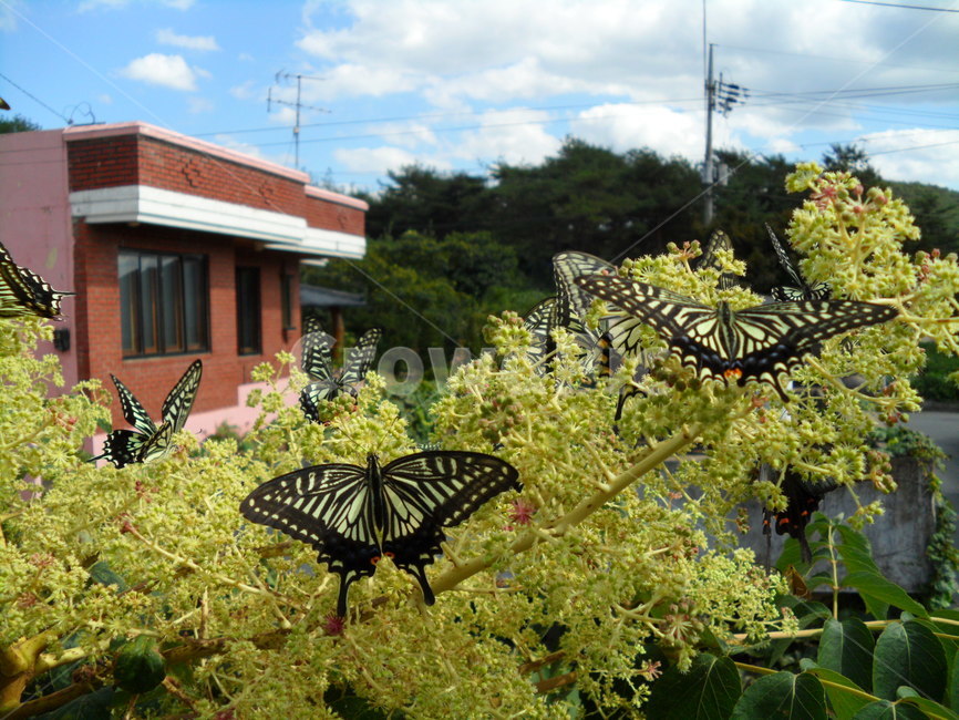 나비,자연,곤충,고화질,식물,접사,가을,한옥,곤충,벌레,insect,bug