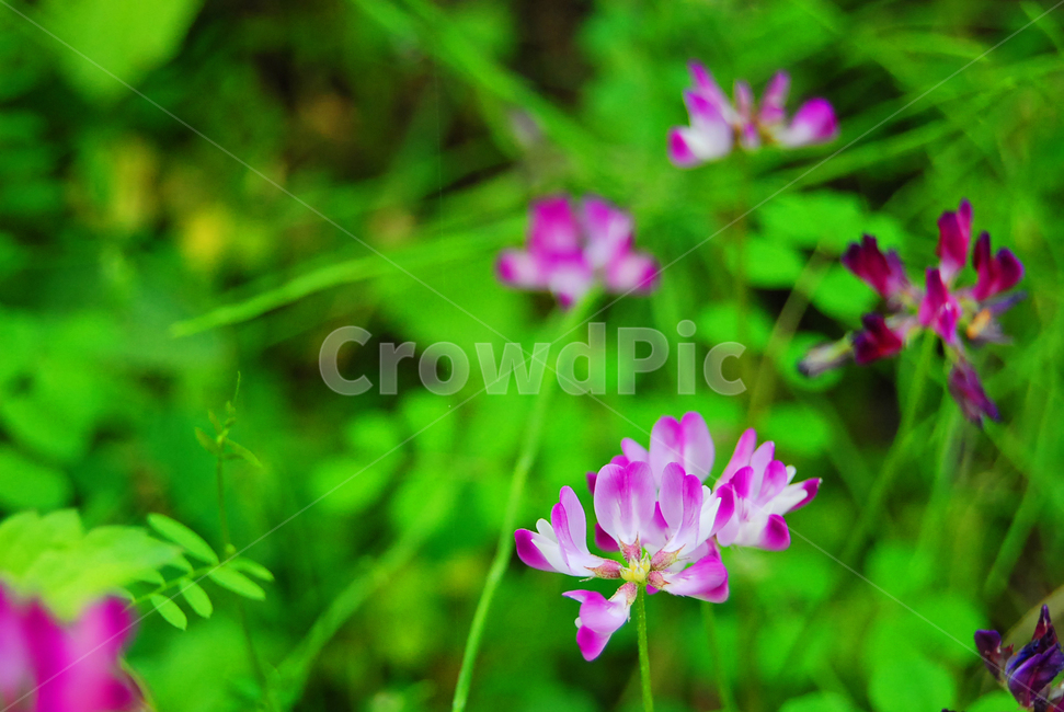 자연,식물,야생화,꽃,새싹,식물,자연,plants,nature,꽃,flower