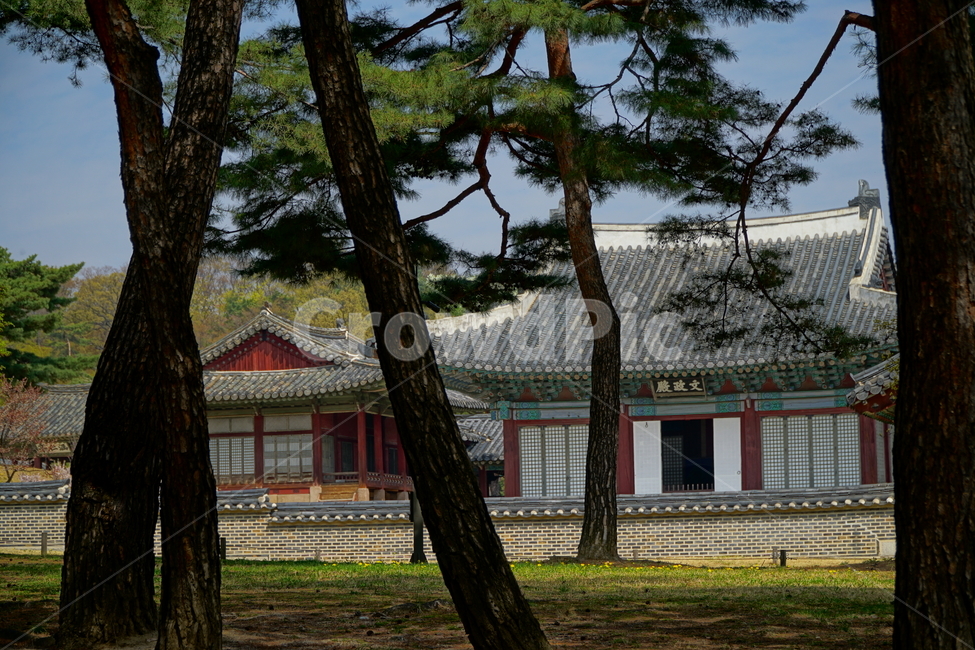 창경궁,벚꽃,벚꽃나무,하늘,봄,서울,한국,대한민국,korea,spring,changgyeonggungpalace,palace,changgyeonggung,seoul,cherryblossom,tree,자연,nature,식물,plants,한국적인,한국자연,한국풍경,경치,landscpae,4월,april,봄꽃,구름,sky,cloud,왕궁,궁전,궁궐,한옥,조선시대,조선왕조,역사,히스토리,문화,문화재,history,정원,건물,건축물,한국전통,전통,한국문화,한국문화재,culturalproperties,culturalassets,한국전통,한국문화,korean traditional,korean culture,건축물,건물외관,exterior,building,structure,architecture,construction
