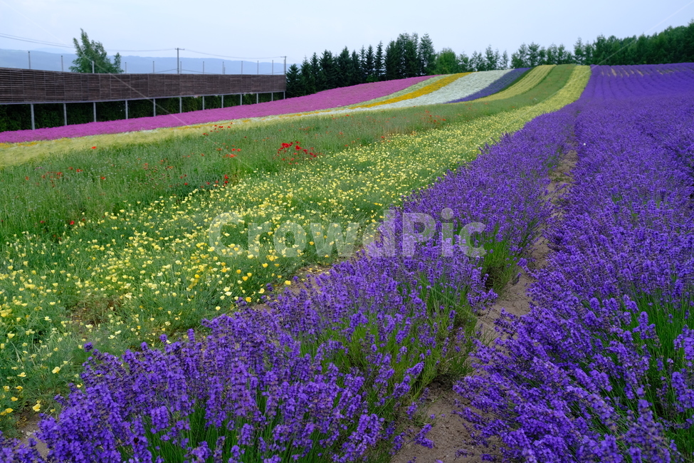 꽃,식물,라벤더,팜도미타,북해도,farmtomita,flower,홋카이도,보라색