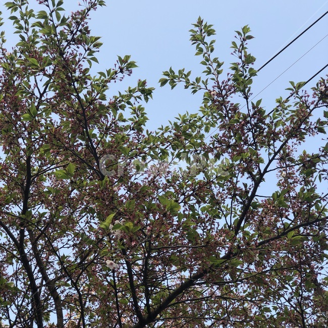 하늘,꽃,나무,자연,파랑,초록,분홍,식물,sky,sora,flower,hana,tree,ki,nature,blue,ao,green,midori,pink,pinku,plants,shokubutsu