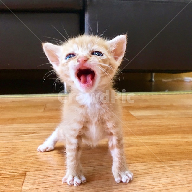 고양이,코숏,치즈코숏,코리아숏헤어,새끼고양이,아깽이,캣초딩,애기고양이,cat,반려묘,반려동물,동물,새끼,아기,애기,animal,동물,animal,포유류,mammal,고양이,cat,kitten,kitty