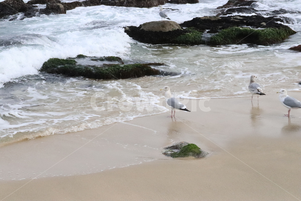 갈매기,바다,파도,해변,새,동물,animal,조류,새,birds