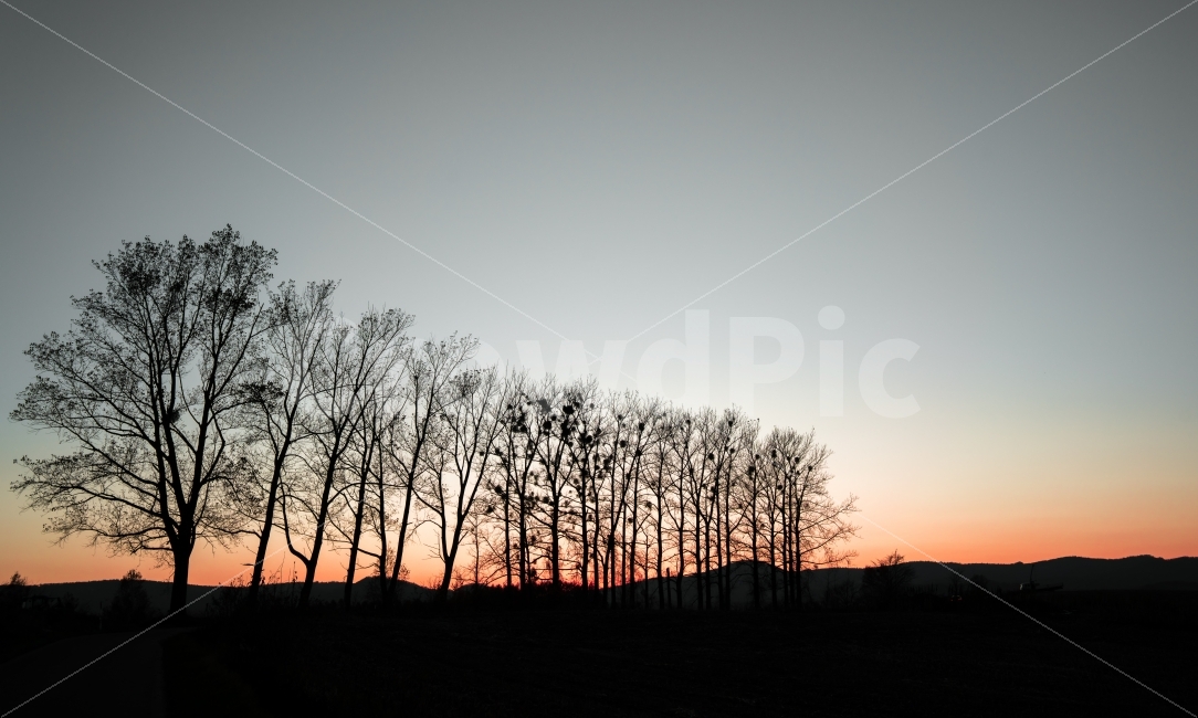 비에이,북해도,석양,매직아워,나무,일몰,고요,힐링,홋카이도,자연,풍경,nature,landscape,실루엣,그림자,silhouette,shadow,outdoors,옥외,sunset,dawn,새벽,red sky,붉은 하늘,sky,하늘,dusk,황혼