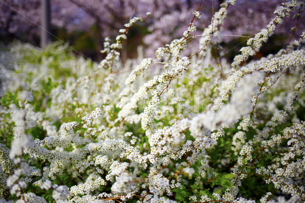 봄날,초록,봄,spring,풀꽃,식물,봄,계절,spring,season,식물,자연,plants,nature,꽃,flower,plant,blossom