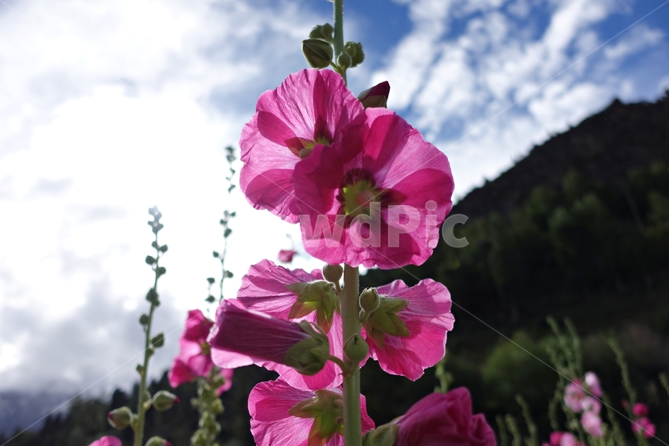 자연,풍경,접사,꽃,플라워,식물,자연,plants,nature,꽃,flower