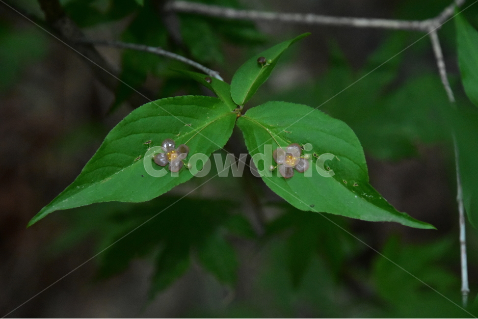 회목나무,야생화,생태,식물,자연,꽃,힐링,플라워,wildflower,flower,plants,nature,season,감성,느낌,emotion,feeling,나무,목본,노박덩굴과,화살나무속,식물,자연,plants,nature,꽃,flower