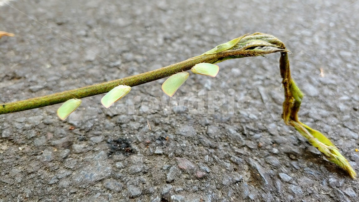 덩굴,작은나방,곤충,insect,green,nature,vine