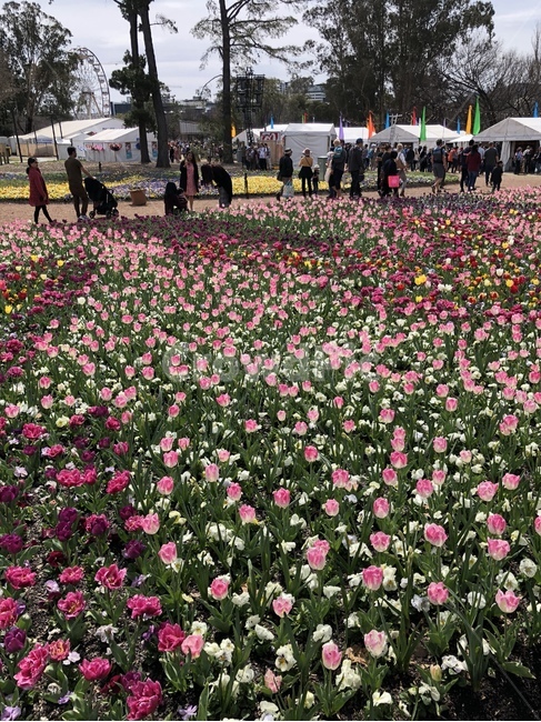 자연,꽃,식물,plant,풍경,모임,축제