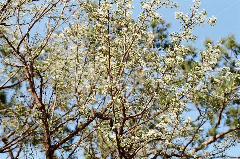 자두나무,자두꽃,꽃,나무,봄,식물,자연,plants,nature,꽃,flower,나무,trees,wood