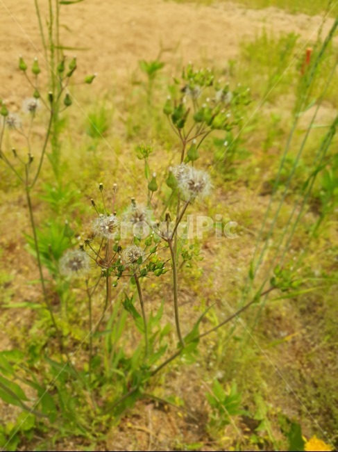 봄,flower,flant,색채,색감