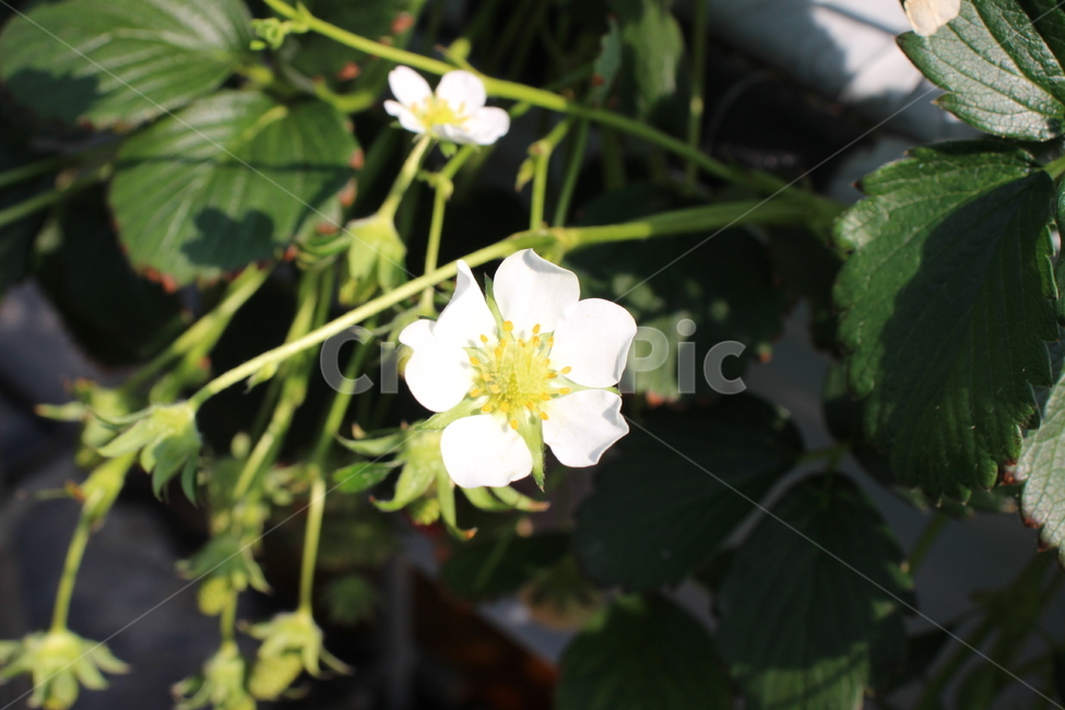 식물,plant,꽃,딸기꽃,하얀꽃