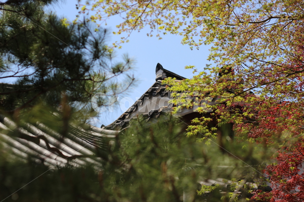 봄,기와,한옥,전주,전통가옥,한옥마을,한국전통,한국문화,korean traditional,korean culture,식물,자연,plants,nature,나무,trees,wood