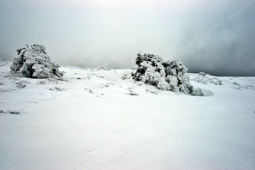 한라산,제주도,영실코스,설경,눈,겨울,설화,겨울,계절,winter,season