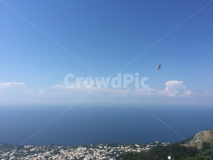 capri,카프리섬,이탈리아,italy,bird,새,자연,풍경,nature,landscape