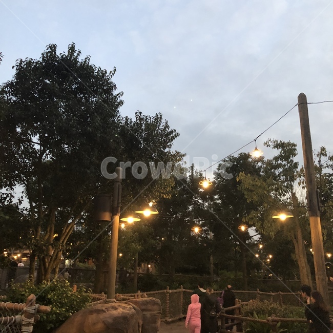 저녁,빛,작은빛,나무,tree,light,야경,밤,풍경,nightscape,night,landscape,사람들,대중,군중,other people,crowd
