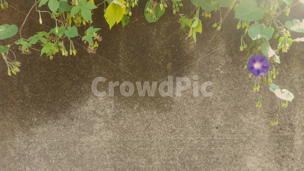 배경,꽃,나팔꽃,빈티지,습기,자연,식물,자연,plants,nature,꽃,flower