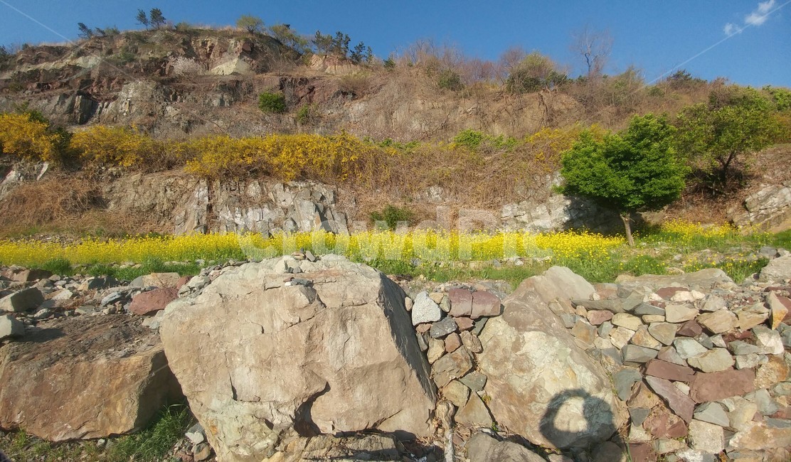 꽃,나무,돌,노랑,산